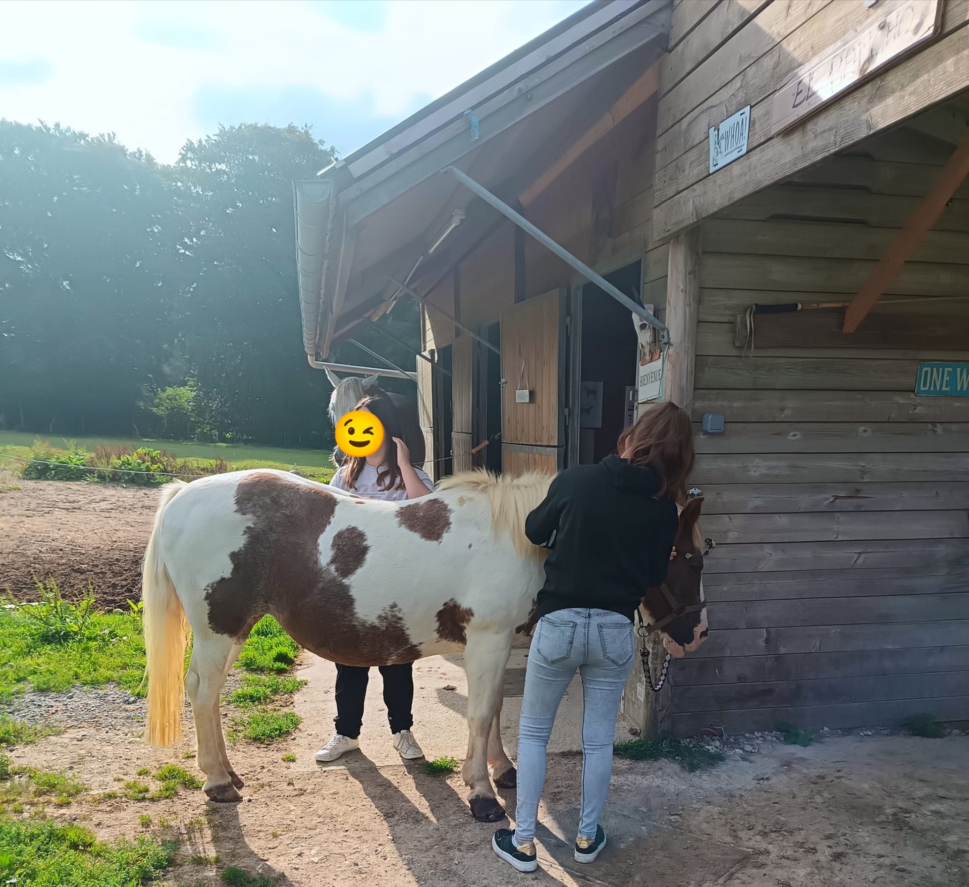  soin aux chevaux 