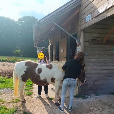  soin aux chevaux 
