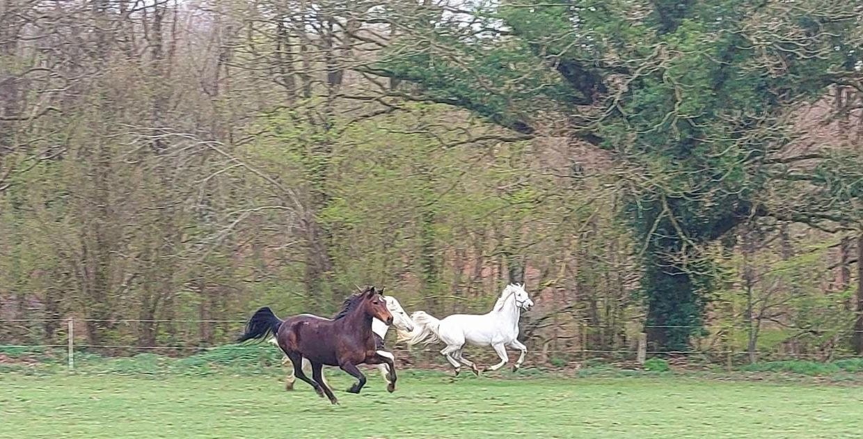  nos chevaux 
