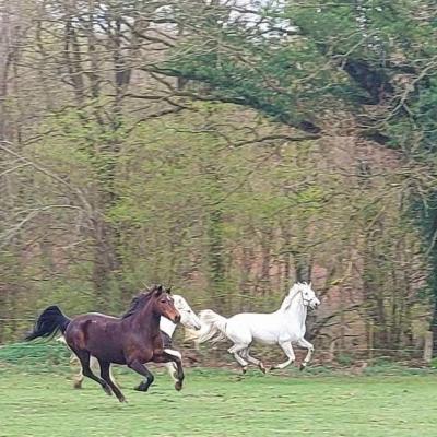  nos chevaux 